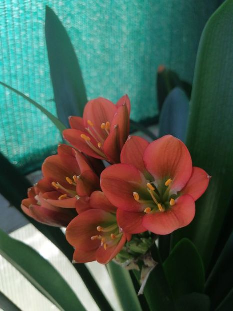  - Clivia Belgian Bronze GT