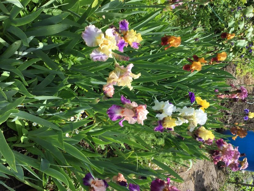 37741A57-E1B3-4139-9087-22A9CF50DB1D - Iriși 2021