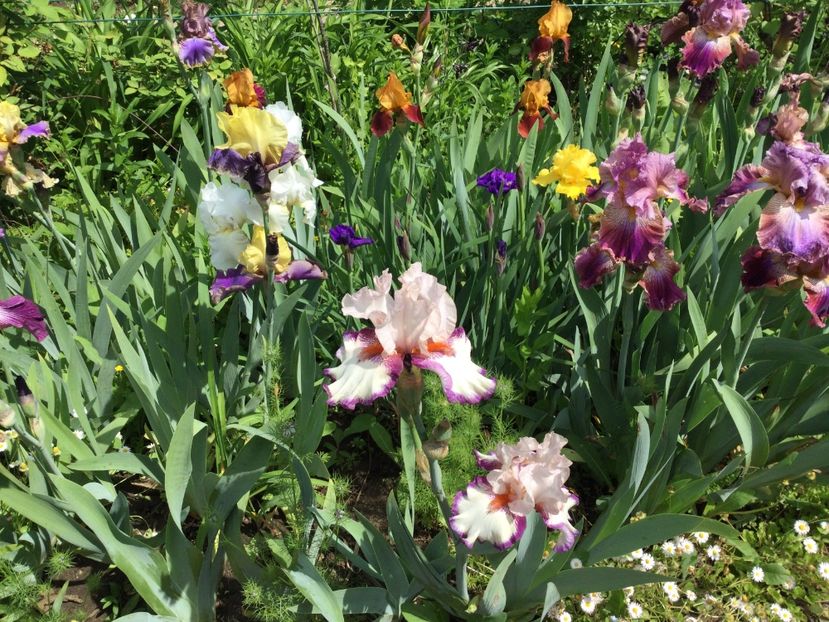 F06A6054-7390-46E3-B071-FEB7200C6204 - Iriși 2021