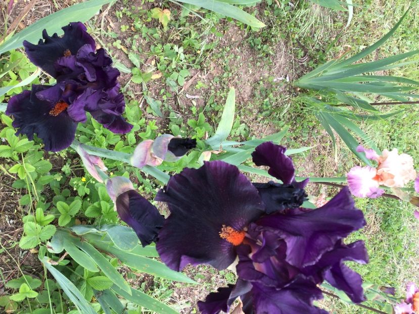 0B370901-138C-408C-B6A6-DAAF65FBD278 - Iriși 2021