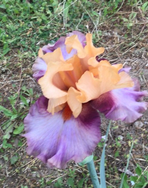 ED8E2CC2-A157-4916-928D-D97F1C5340B2 - Iriși 2021