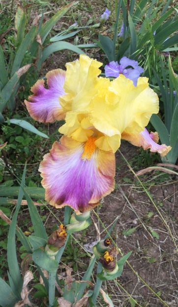 514317BC-FD9B-4D82-9FFA-9C474D2B613A - Iriși 2021