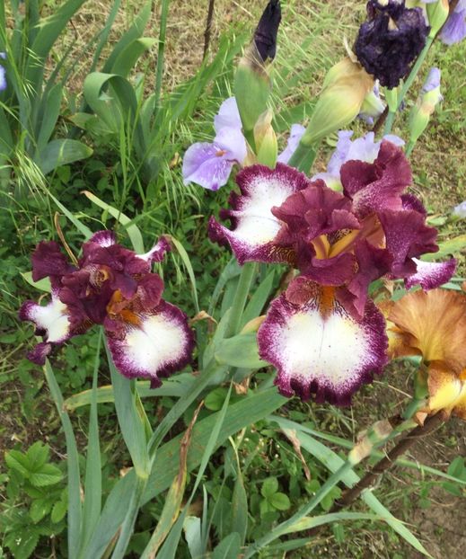 FA8E522B-6BE2-47C8-A11E-6E15D301B20F - Iriși 2021