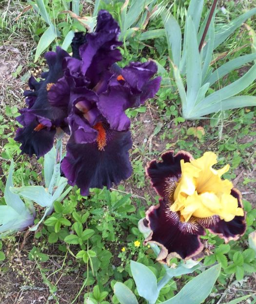 FFDA65A8-69D3-4EAF-816D-E8E8BB1D9365 - Iriși 2021