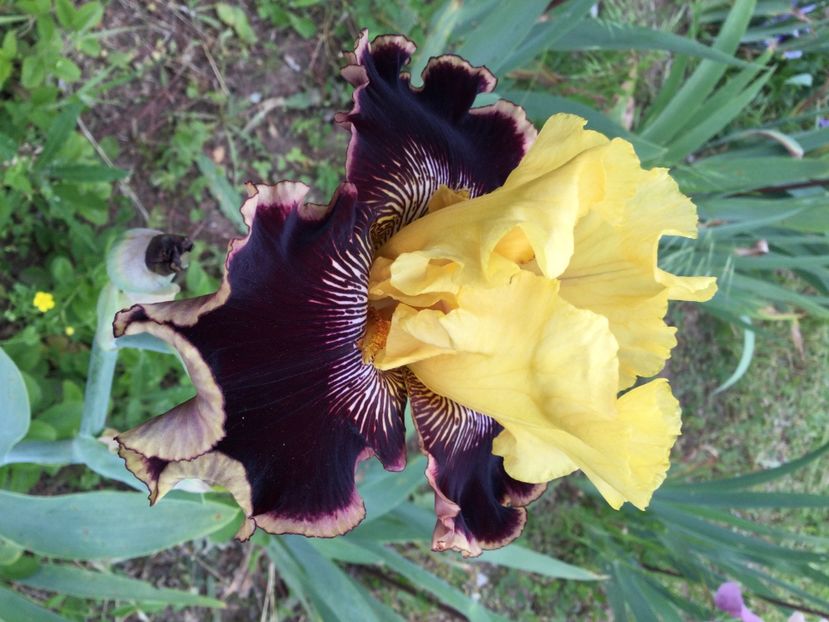 219F0A4B-F2FA-4236-998E-496050AB24B1 - Iriși 2021