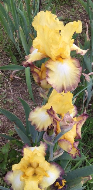 4C866AD7-9853-4468-AFC8-7A033B31CCE4 - Iriși 2021