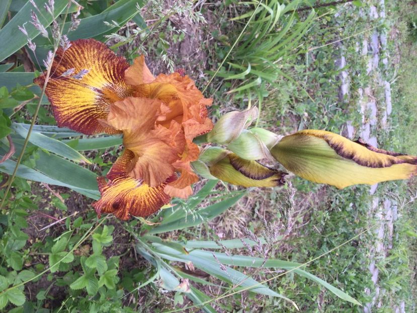 1D169B49-66E1-458C-9141-976C2EC94EA1 - Iriși 2021