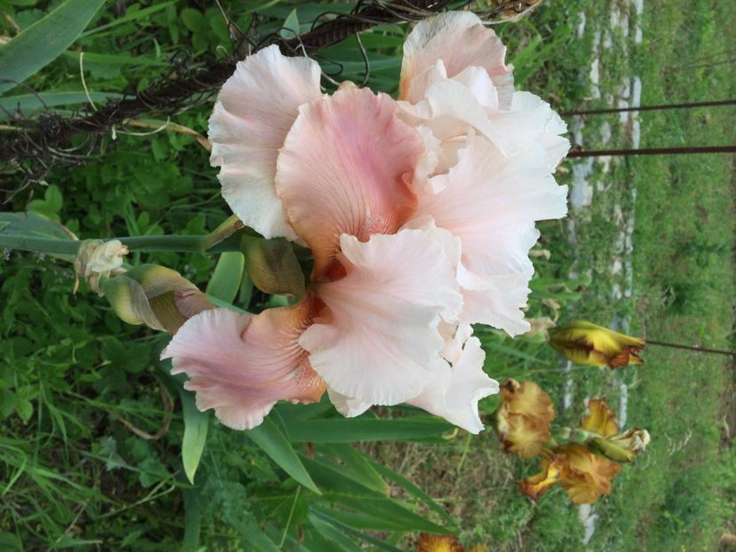 31898392-E745-4555-9FC2-D02FBE362B8F - Iriși 2021