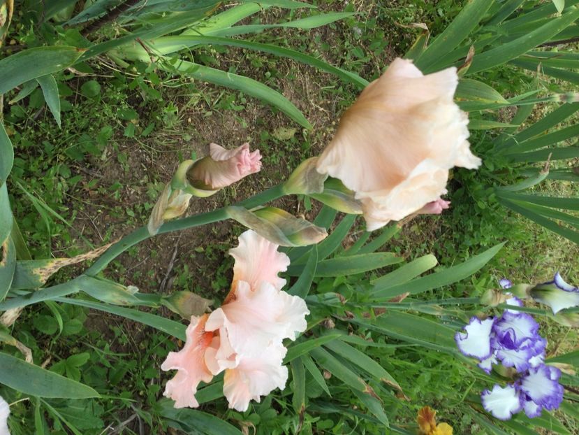 301DAABB-DA41-4116-B1A9-6755A1D040F0 - Iriși 2021