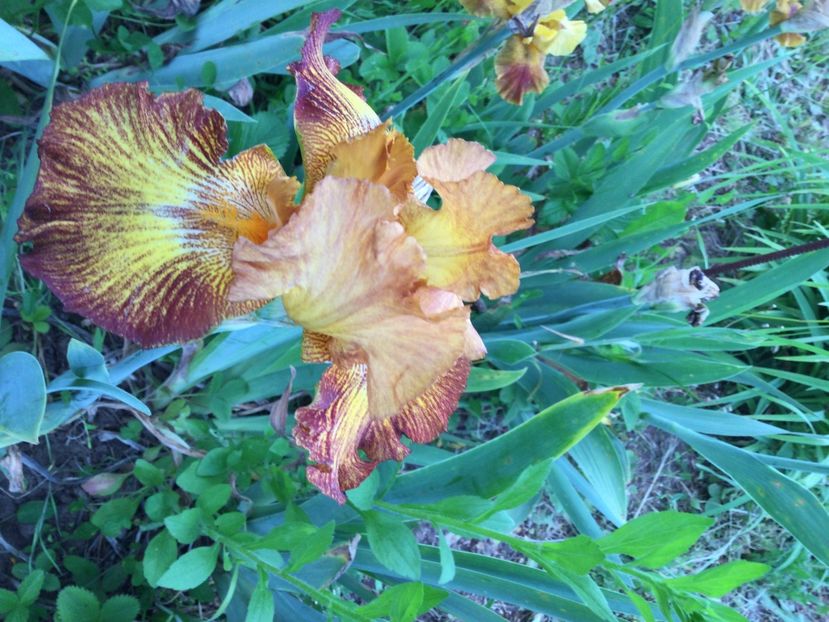 052C9CC3-10EC-4808-B61D-E8087999588B - Iriși 2021