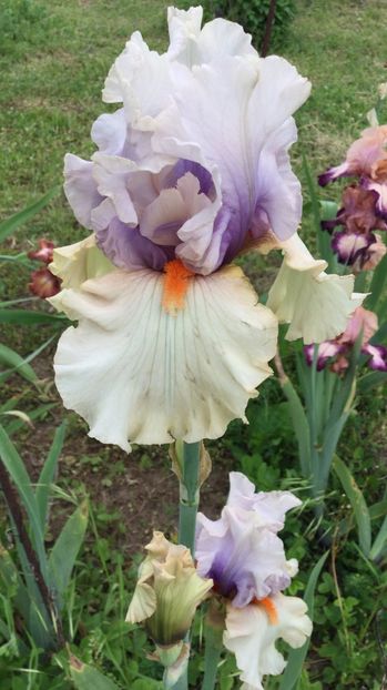 A2096A30-0CEA-415D-8798-CEC9D0493534 - Iriși 2021