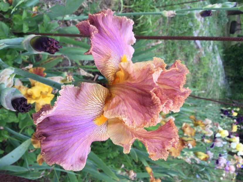 2D98FAB5-984A-4AE3-B0B9-B1C9739828E4 - Iriși 2021