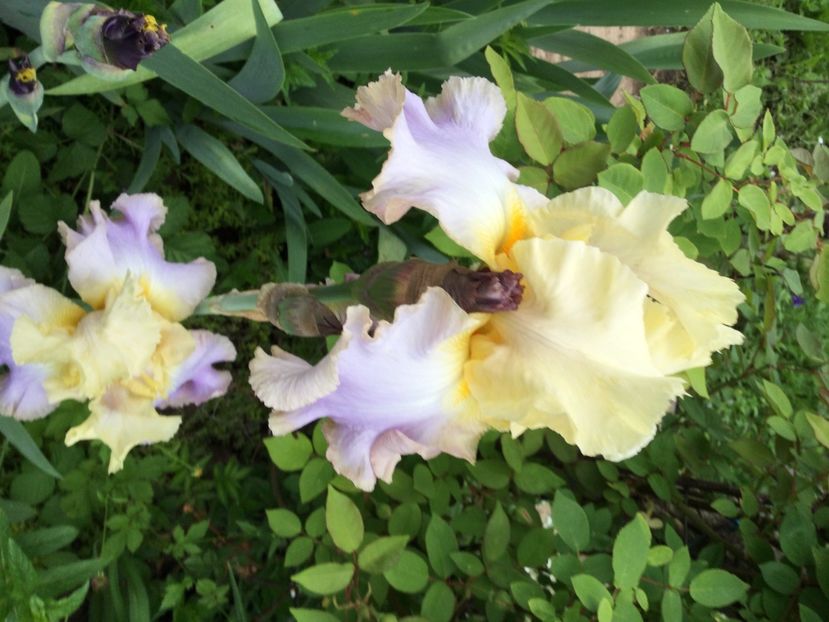 EF53C2C5-C3AE-4DEF-BCE2-725C517F711A - Iriși 2021