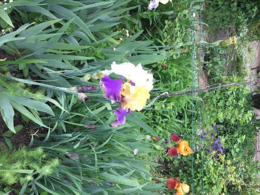 D265385F-EA56-467A-A203-A9E91F80C2AF - Iriși 2021