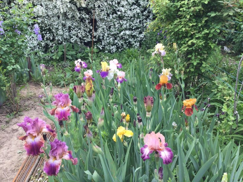 117BA7B8-7D4B-4498-8317-E07AE5937E29 - Iriși 2021