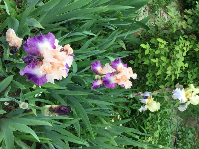 15A6A64C-303C-4DDA-9738-7AB4A2FC5B89 - Iriși 2021