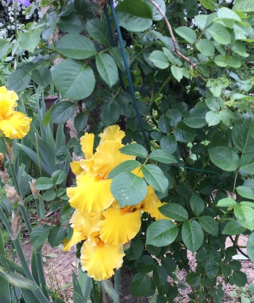 BB49797F-0361-4DB4-BECA-12A3F2795E76 - Iriși 2021