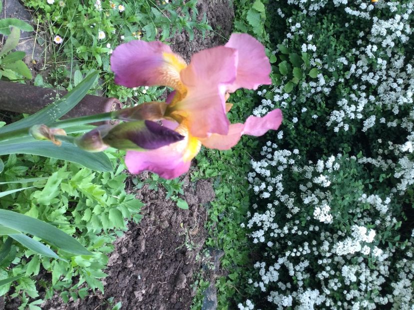 8991A3C1-7881-4B35-B3E7-A84F6A01D6EB - Iriși 2021