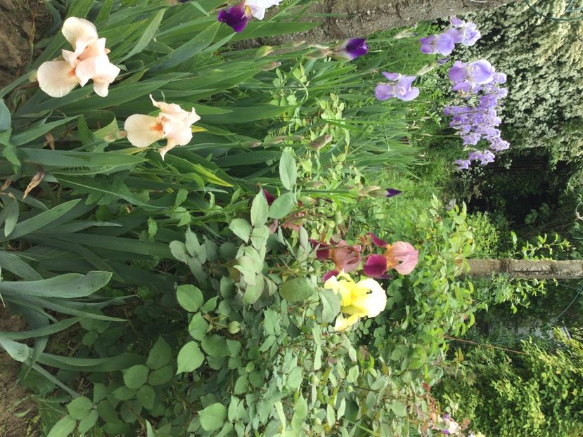 AD06C86B-03FD-4A24-A756-F11BEB41D67B - Iriși 2021