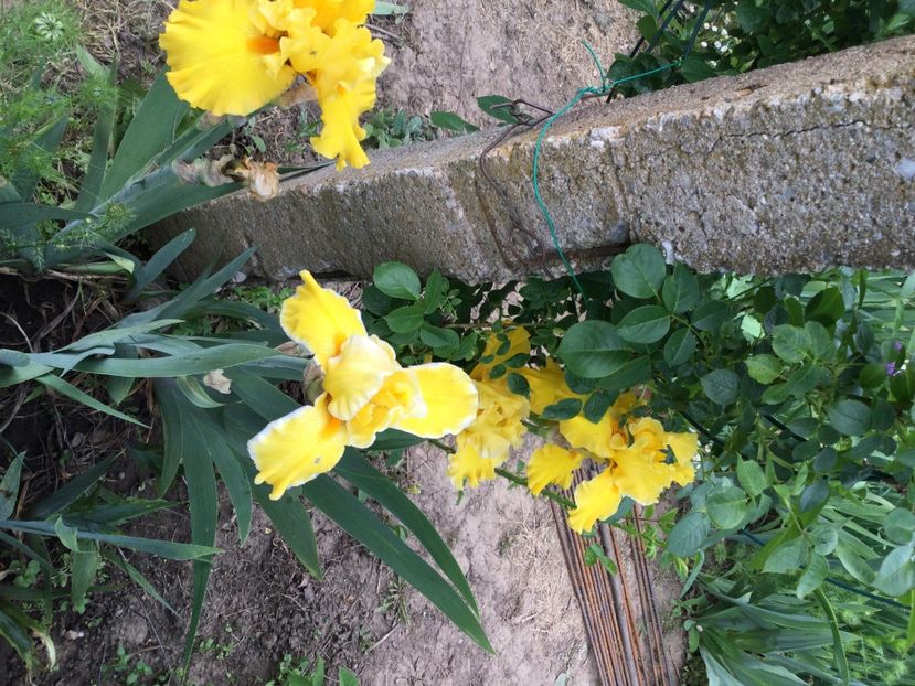 19E4F08C-C0C1-4EBA-88D3-D0D1D42457A9 - Iriși 2021