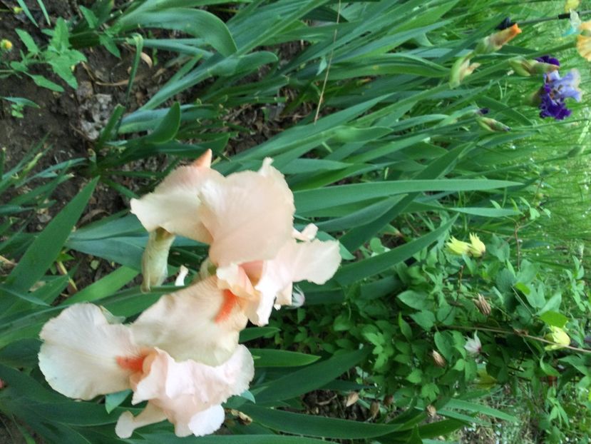 73FC0825-CE24-4A28-BF04-292A7579C0AB - Iriși 2021