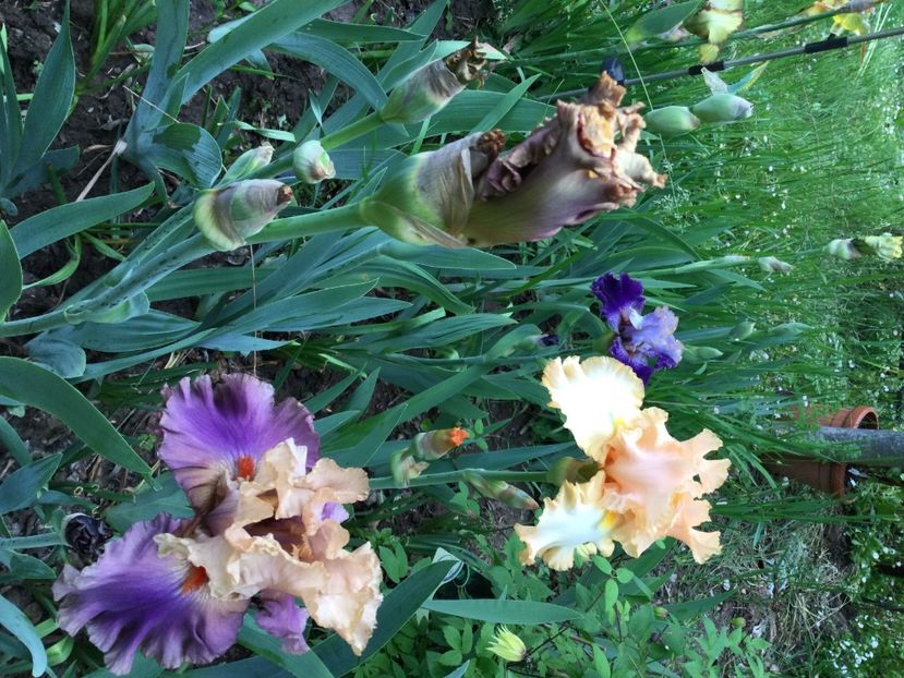 E510C748-2A66-432D-8893-0B202776A5B8 - Iriși 2021