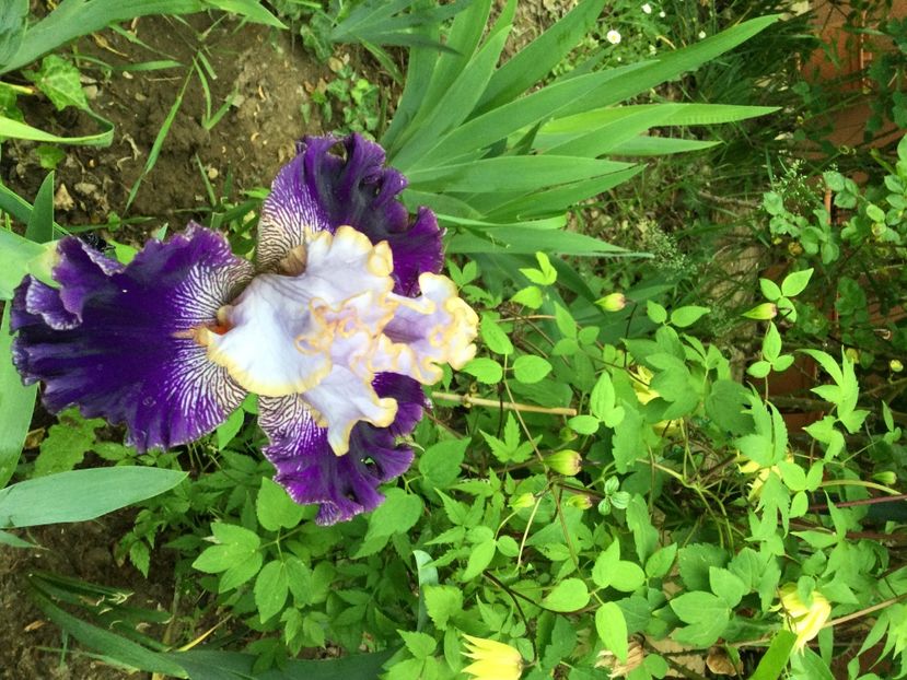 28F8E2AC-1B5F-45C1-98DE-7EB67F8E04E7 - Iriși 2021