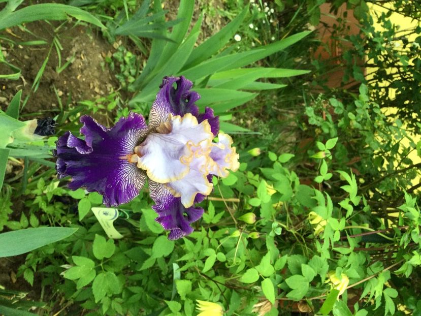 7FC8845E-8470-4416-8B06-2383040392C3 - Iriși 2021