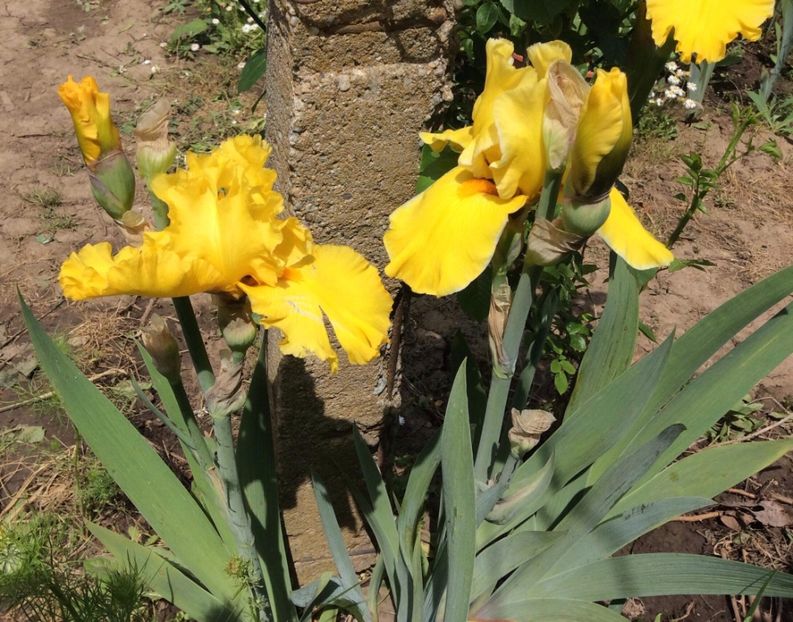 0E2F3ADF-82FD-423D-AFED-68265DB30084 - Iriși 2021