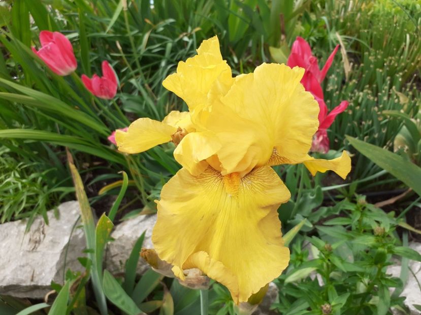 Wayward Wind - Iris 2021