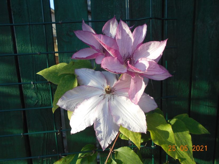  - 02 Clematite 2021