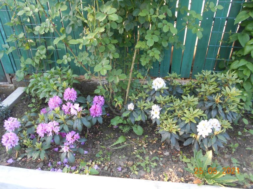 - 02 Azalee-rhododendroni-heleborusi-hortensii-hoste 2021