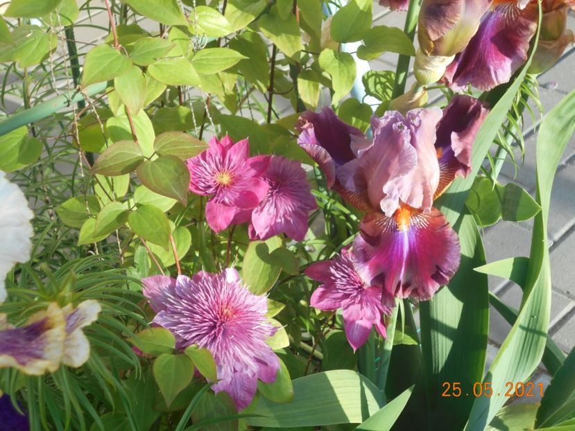  - 02 Clematite 2021