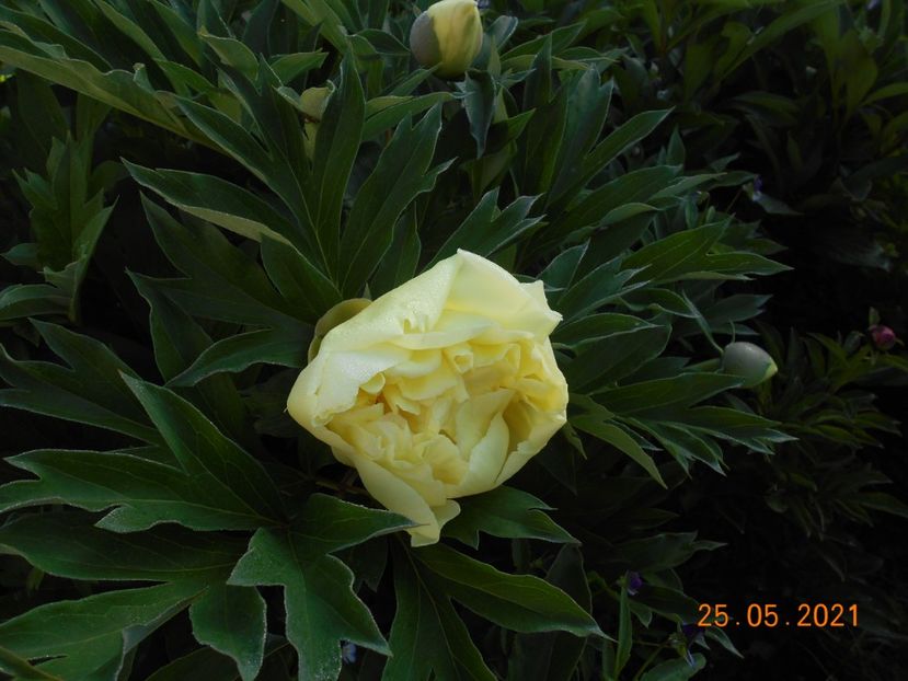 Bartzela - 02 Primavara 2021