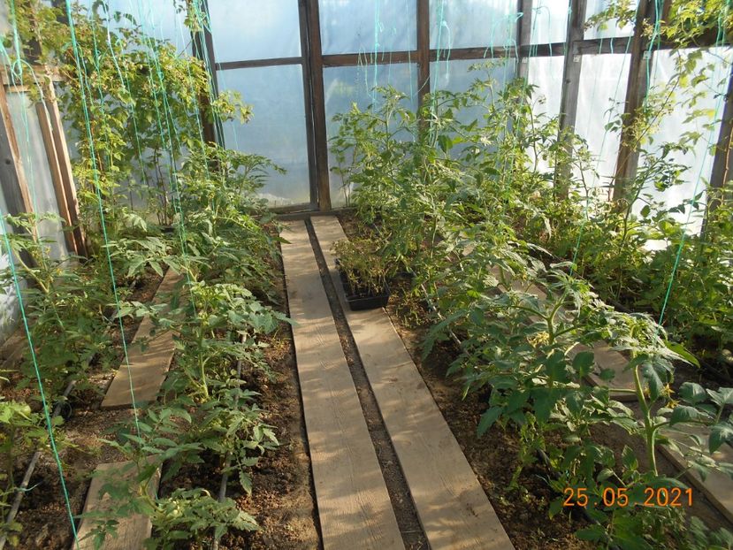  - 02 Gradina de legume 2021