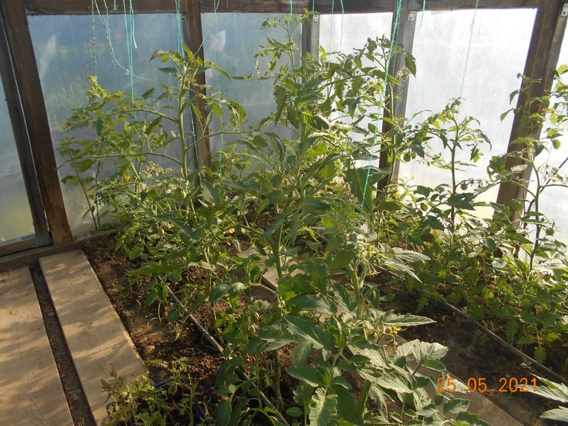  - 02 Gradina de legume 2021