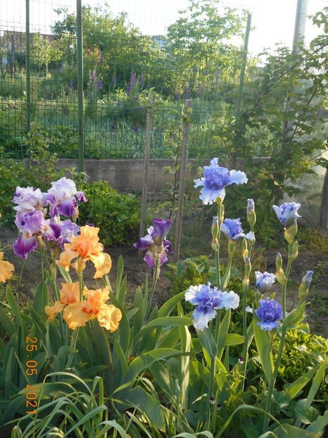 114428589_VJRGKKP3 - Copy - 02 Primavara 2021