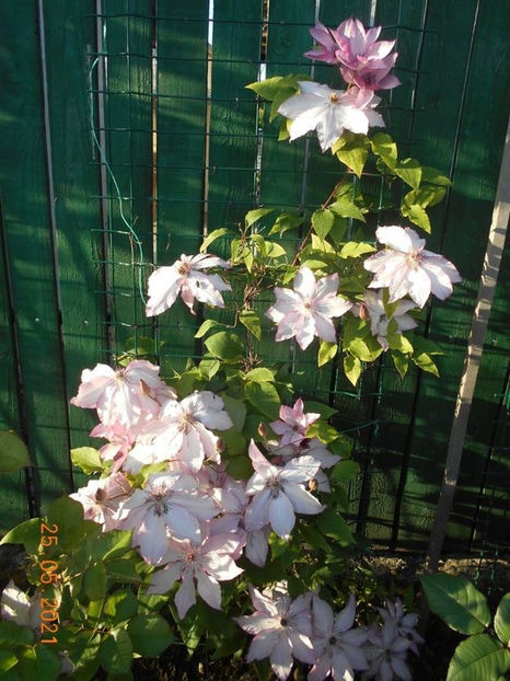 114428597_MJXLMFJ - Copy - 02 Clematite 2021