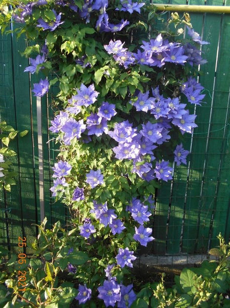 114428598_BEFQDMA3 - Copy - 02 Clematite 2021