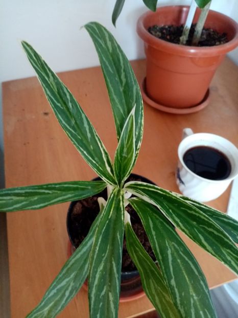 Aglaonema 40 - MAI 2021