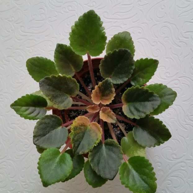 Nici nu mai - Mac s Schorching Sun