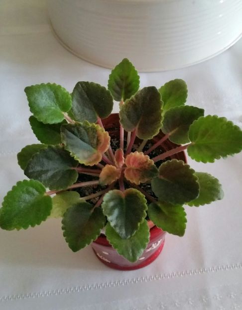 de flori - Mac s Schorching Sun