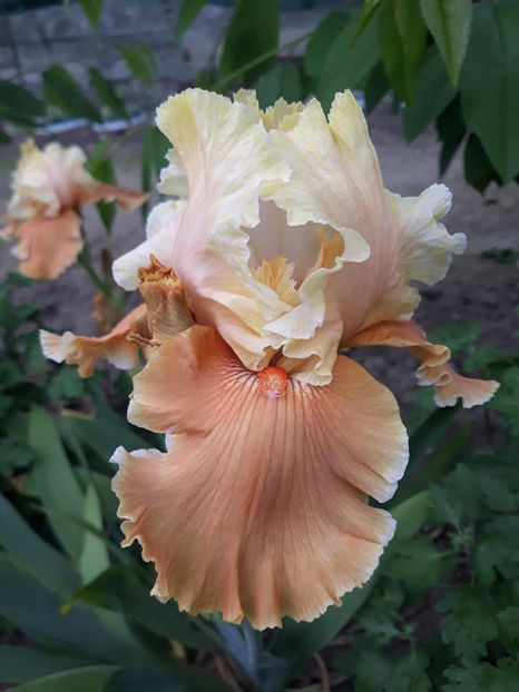 English Sharm - Irisi 2021