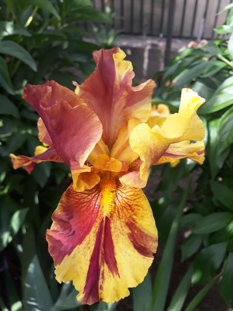 Infernal Fire 1 - Irisi 2021