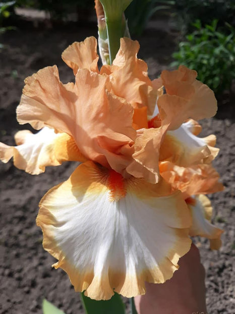 Orange Titan - Irisi 2021