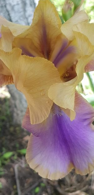 IMG-20210523-WA0018 - Irisi 2021