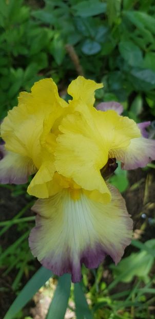 IMG-20210523-WA0014 - Irisi 2021