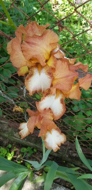 IMG-20210523-WA0008 - Irisi 2021