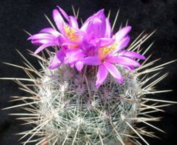 thelocactus floare - sursa: pinterest - Thelocactus conothelos v argenteus