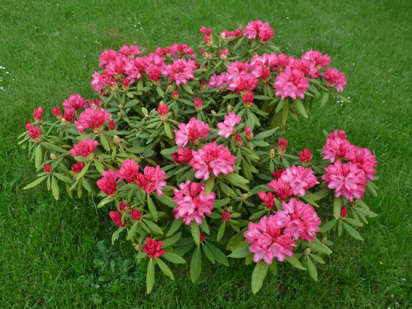  - Azalee si Rhododendroni